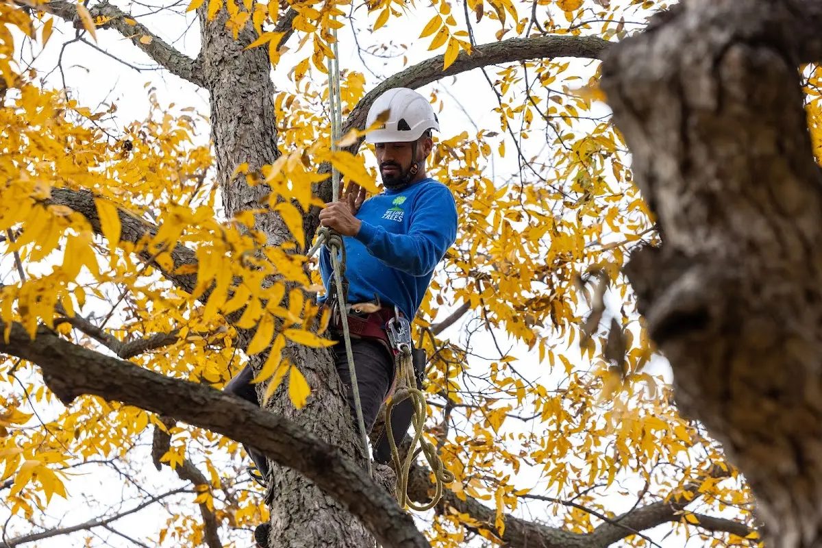 Skilled Tree Planting crew working in Franktown